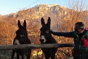 72 Incontro ravvicinato con gli asinelli